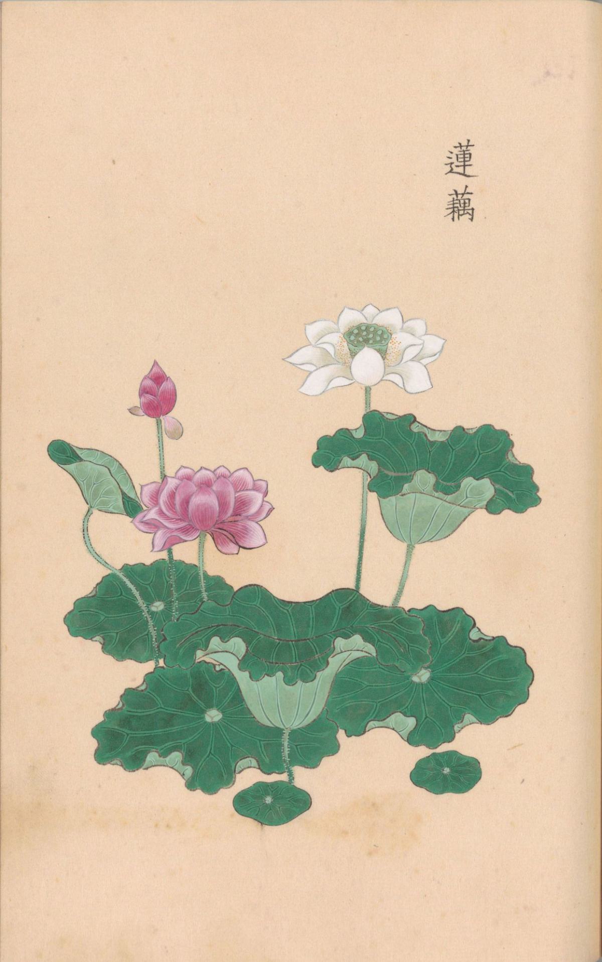 庶物类纂图翼